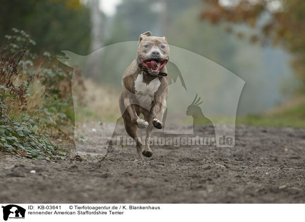 rennender American Staffordshire Terrier / running American Staffordshire Terrier / KB-03641