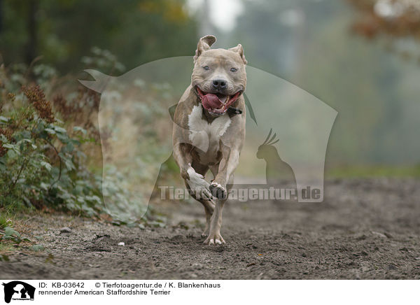 rennender American Staffordshire Terrier / running American Staffordshire Terrier / KB-03642