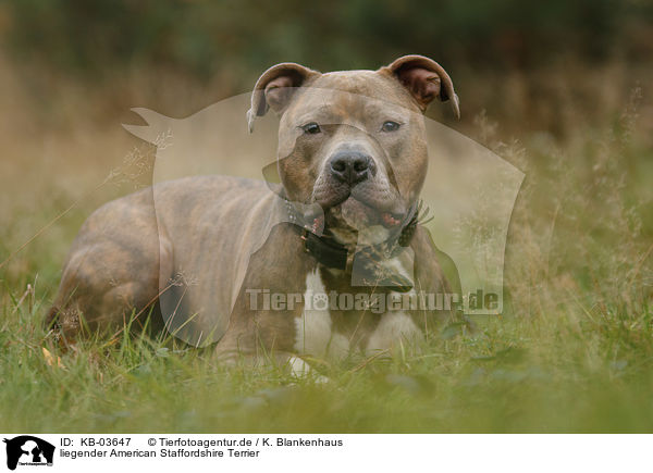 liegender American Staffordshire Terrier / lying American Staffordshire Terrier / KB-03647