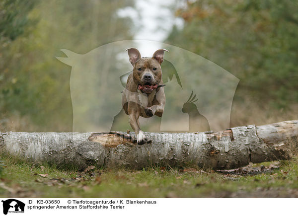 springender American Staffordshire Terrier / jumping American Staffordshire Terrier / KB-03650