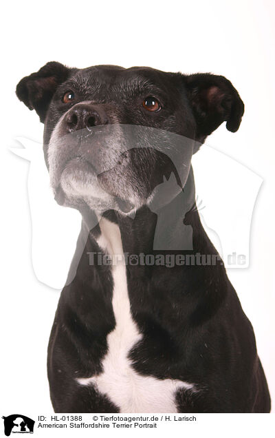American Staffordshire Terrier Portrait / American Staffordshire Terrier Portrait / HL-01388