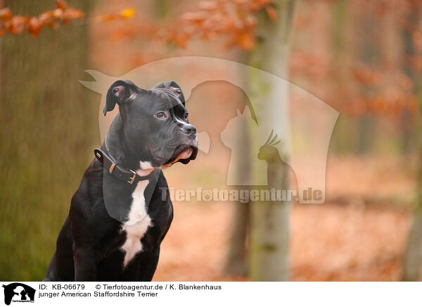 junger American Staffordshire Terrier / young American Staffordshire Terrier / KB-06679