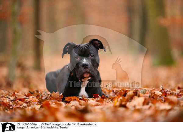 junger American Staffordshire Terrier / KB-06684