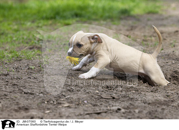American Staffordshire Terrier Welpe / JM-07060