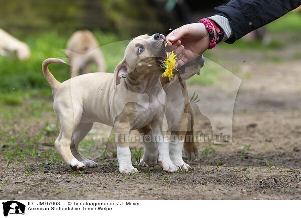 American Staffordshire Terrier Welpe / JM-07063