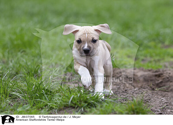 American Staffordshire Terrier Welpe / American Staffordshire Terrier puppy / JM-07065