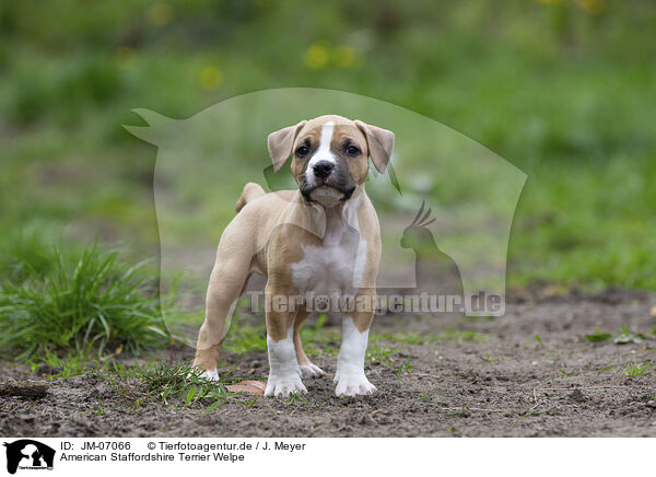 American Staffordshire Terrier Welpe / JM-07066