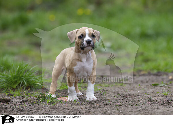American Staffordshire Terrier Welpe / American Staffordshire Terrier puppy / JM-07067