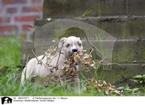 American Staffordshire Terrier Welpe / JM-07071