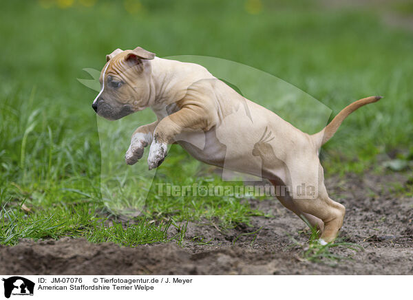 American Staffordshire Terrier Welpe / JM-07076
