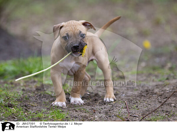 American Staffordshire Terrier Welpe / American Staffordshire Terrier puppy / JM-07091