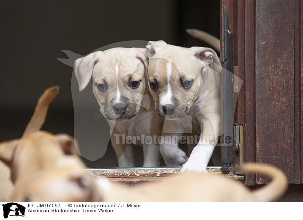 American Staffordshire Terrier Welpe / JM-07097