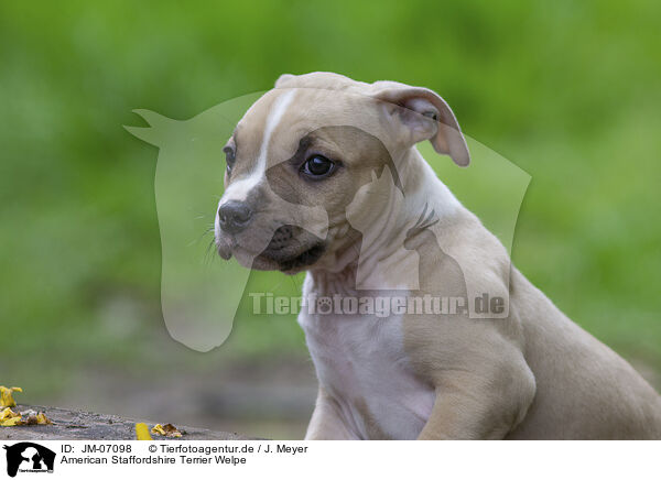 American Staffordshire Terrier Welpe / JM-07098