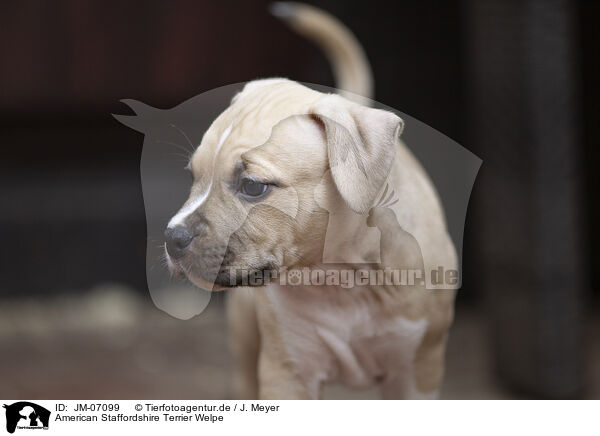 American Staffordshire Terrier Welpe / JM-07099