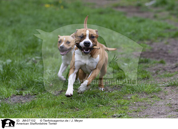 American Staffordshire Terrier / American Staffordshire Terrier / JM-07102
