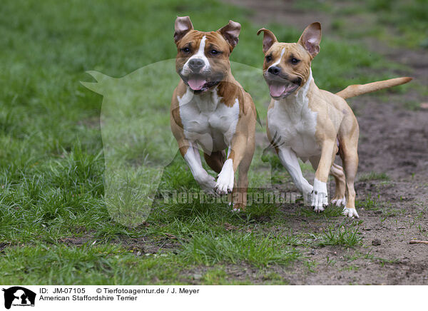 American Staffordshire Terrier / American Staffordshire Terrier / JM-07105