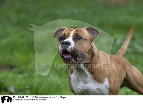 American Staffordshire Terrier / JM-07107