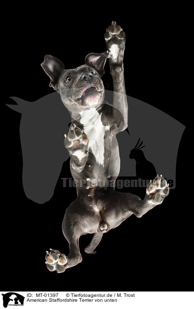 American Staffordshire Terrier von unten / American Staffordshire Terrier from below / MT-01397