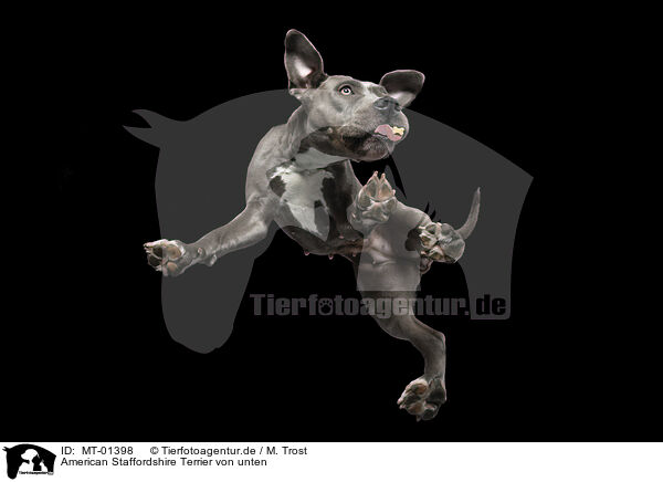 American Staffordshire Terrier von unten / MT-01398