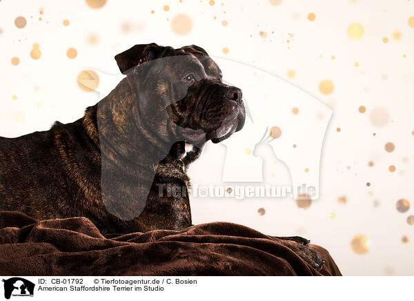 American Staffordshire Terrier im Studio / CB-01792