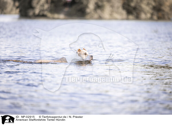 American Staffordshire Terrier Hndin / female American Staffordshire Terrier / NP-02915