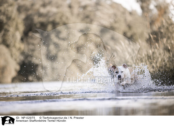 American Staffordshire Terrier Hndin / NP-02975