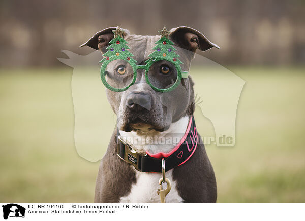 American Staffordshire Terrier Portrait / American Staffordshire Terrier Portrait / RR-104160