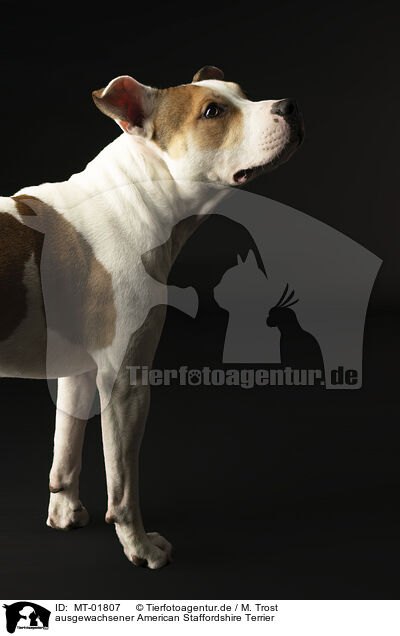 ausgewachsener American Staffordshire Terrier / MT-01807