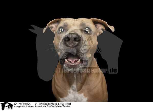 ausgewachsener American Staffordshire Terrier / adult American Staffordshire Terrier / MT-01826