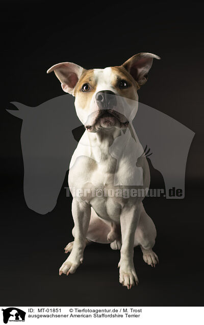 ausgewachsener American Staffordshire Terrier / adult American Staffordshire Terrier / MT-01851