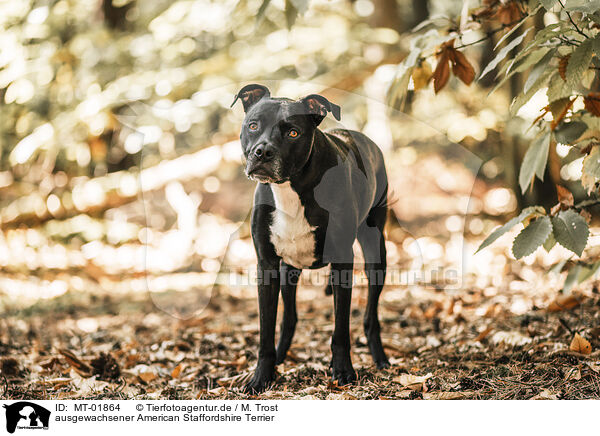 ausgewachsener American Staffordshire Terrier / adult American Staffordshire Terrier / MT-01864