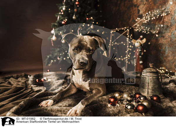 American Staffordshire Terrier an Weihnachten / American Staffordshire Terrier at christmas / MT-01982