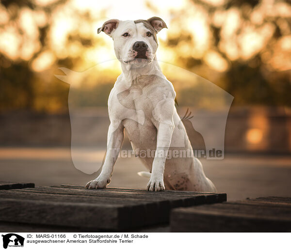 ausgewachsener American Staffordshire Terrier / adult American Staffordshire Terrier / MARS-01166