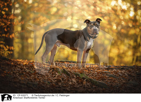 American Staffordshire Terrier / American Staffordshire Terrier / CF-02071