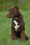 American Staffordshire Terrier