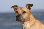 American Staffordshire Terrier Portrait