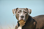 American Staffordshire Terrier Portrait