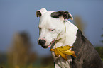 junger American Staffordshire Terrier