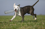 junger American Staffordshire Terrier