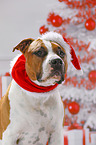 American Staffordshire Terrier mit Weihnachtsmannmtze