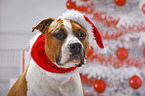 American Staffordshire Terrier mit Weihnachtsmannmtze