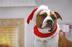 American Staffordshire Terrier mit Weihnachtsmannmtze