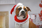 American Staffordshire Terrier mit Weihnachtsmannmtze