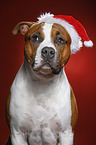 American Staffordshire Terrier mit Weihnachtsmannmtze