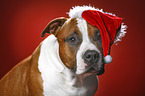 American Staffordshire Terrier mit Weihnachtsmannmtze