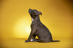 sitzender American Staffordshire Terrier Welpe