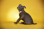sitzender American Staffordshire Terrier Welpe