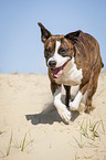 rennender American Staffordshire Terrier