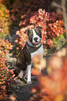 sitzender American Staffordshire Terrier