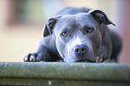 liegender American Staffordshire Terrier